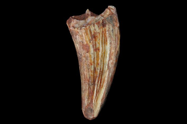 Fossil Phytosaur (Machaeroprosopus) Tooth - New Mexico #133284